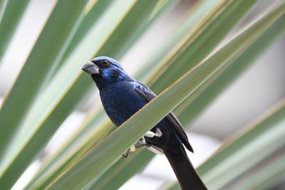 Close-up of bird perching on leaf