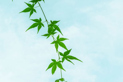 Low angle view of maple leaves against sky