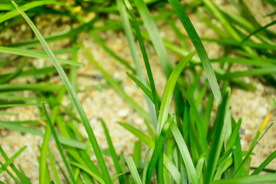 High angle view of grass growing on field