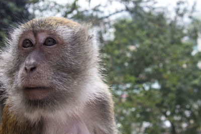 Close-up portrait of monkey