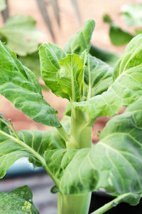 Close up fresh raw green chinese kale or kailaan or hong kong kale