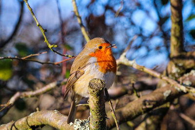 Robin perched on tree stump