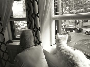 Rear view of dog looking through window