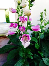 Close-up of pink flowers blooming outdoors