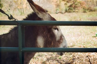 Close-up of horse on field