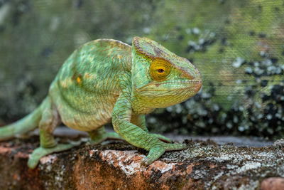 Close-up of lizard on rock