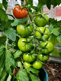 Close-up of apples on plant