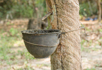 Close-up of old tree trunk in forest