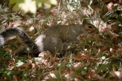 Side view of squirrel on land