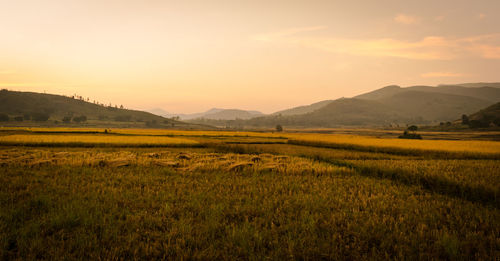 Scenic view of field against sky during sunset