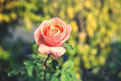 Close-up of rose against blurred background