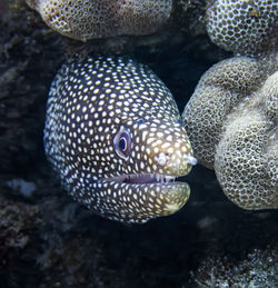 Close-up of fish swimming in sea