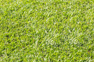 Full frame shot of plants on field