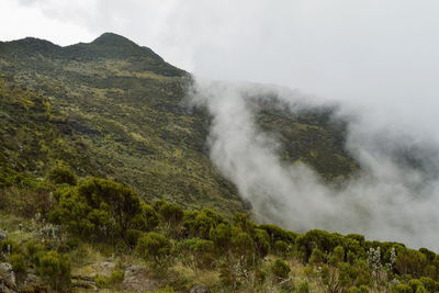 The foggy landscapes in the aberdare ranges on the flanks of mount kenya, kenya