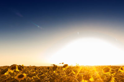 Scenic view of agricultural field against clear sky