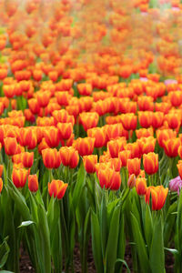 Close-up of red tulips in field