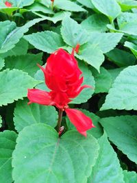 Close-up of red flowers