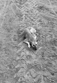 High angle view of dog lying on land