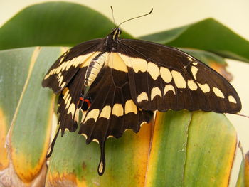 Close-up of butterfly on leaf