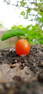 Close-up of orange on tree