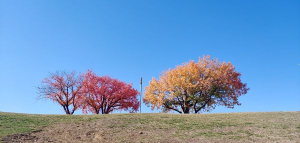 Trees on field against clear blue sky