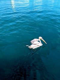 High angle view of duck swimming in lake