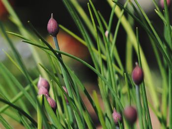 Close-up of purple flowering plant