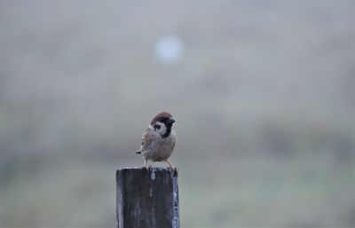 Bird perching on wooden post