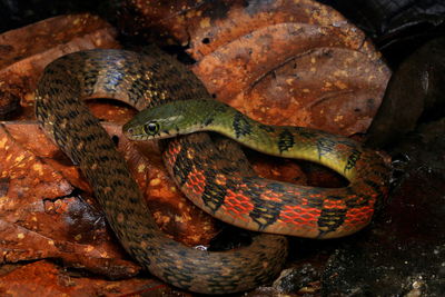 Close-up of snake