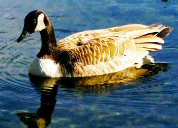 Close-up of duck swimming in lake