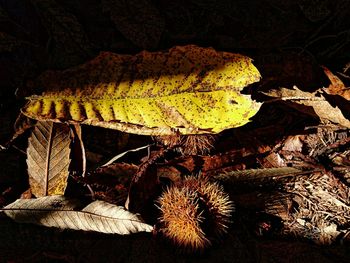 Close-up of illuminated star shape at night