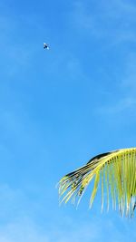 Low angle view of bird flying in sky