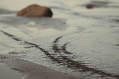 Close-up of crab on beach