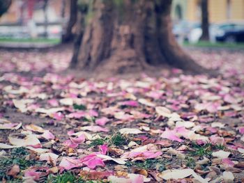 Close-up of autumn leaves