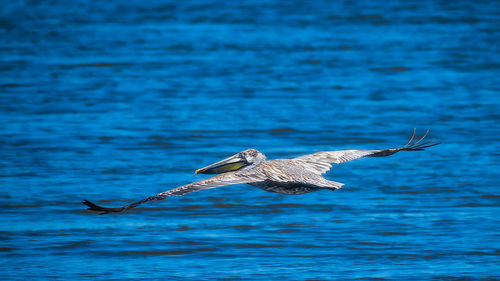 Close-up of bird in sea