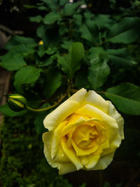 Close-up of yellow rose