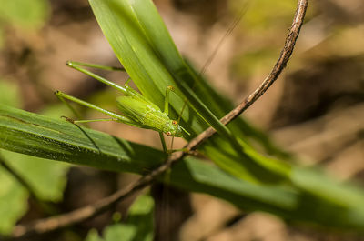 Close-up of insect on plant