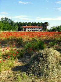 Flowers growing on field