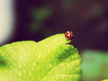 Close-up of ladybug on leaf