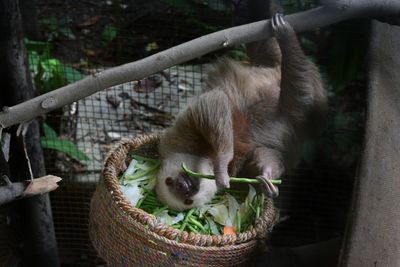 Animal on branch eating