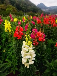 Close-up of flowering plants growing on field