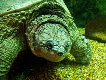 Close-up portrait of turtle in sea