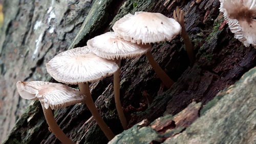 Close-up of mushroom on tree