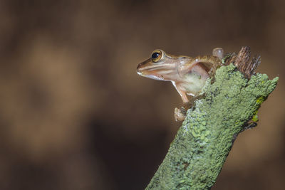 Close-up of frog on tree