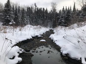 Snow covered trees in forest
