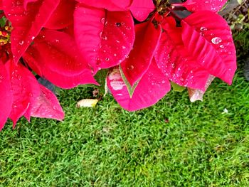 Close-up of wet pink flower on field