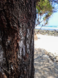 Close-up of tree trunk at beach