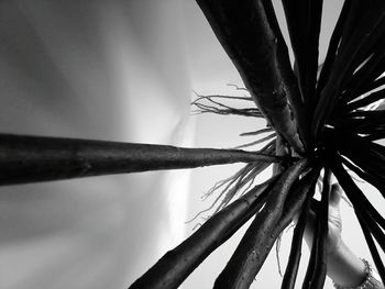 Close-up of tree against sky