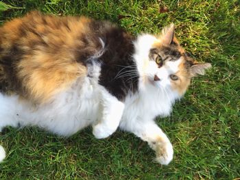 High angle view of cat on field