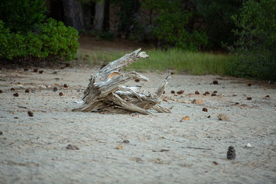 View of an animal on field in forest